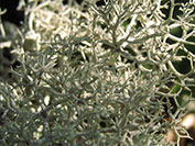 ������ 2007 �.